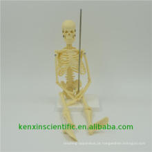 Nova marca PNT-0107 esqueleto de plástico para fotos de venda
